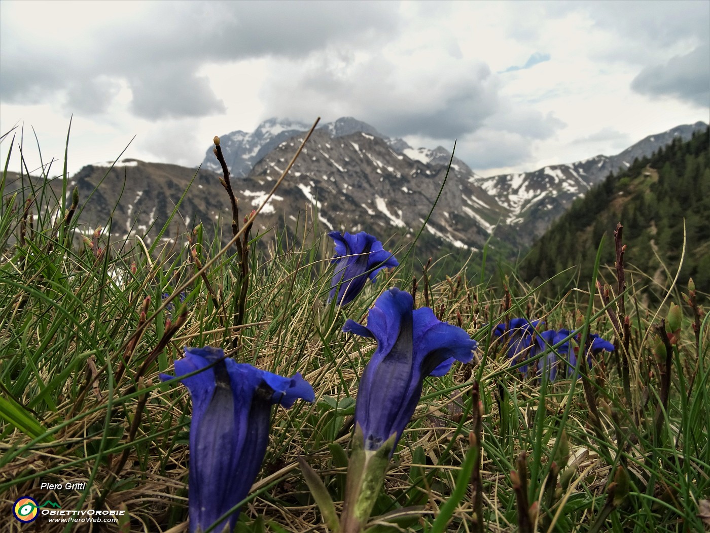 67 Genziana di Koch (Gentiana acaulis) con vista in Corno Branchino-Corna Piana-Pizzo Arera.JPG